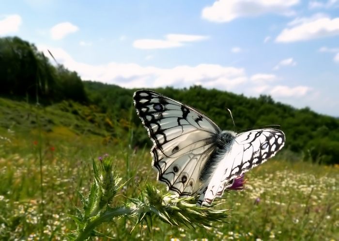 Le Farfalle di Aprile